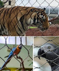 A tiger behind safety mesh, with a colorful parrot and an African grey parrot also visible through the wire fence.