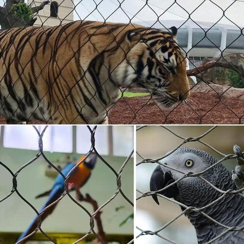A tiger behind safety mesh, with a colorful parrot and an African grey parrot also visible through the wire fence.