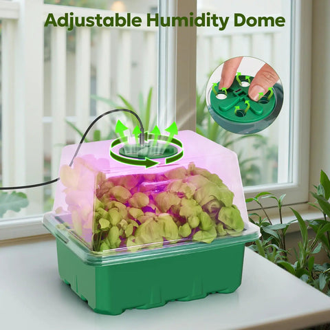 Elevated Seed Starter Kit With Grow Light And Adjustable Humidity Dome in windowsill, clear tray, seedlings visible