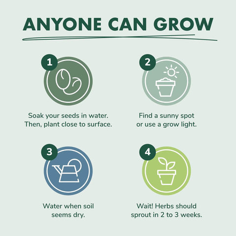 Steps for using DIY Indoor Herb Garden Starter Kit With Heirloom Non GMO Seeds For Basil Thyme Parsley Cilantro Plus Potting Soil Pots And Scissors