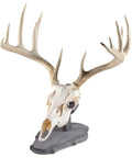 Euro Style Skull Display Kit in Rustic Pine for Wall or Table Mounts with deer skull on gray barn-board base