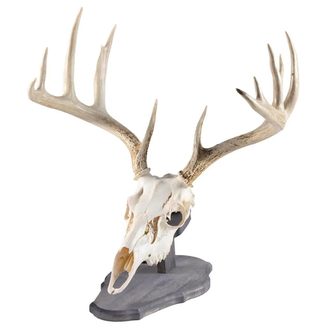 Euro Style Skull Display Kit in Rustic Pine for Wall or Table Mounts with deer skull on gray barn-board base
