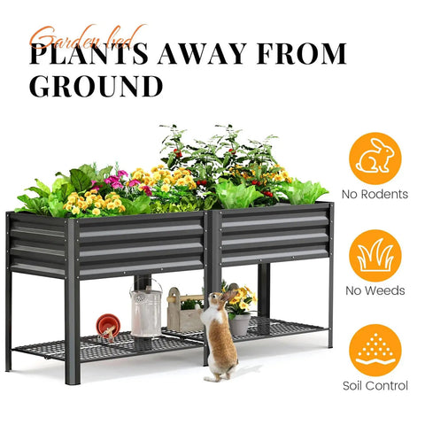 Beefy Raised Garden Bed On Legs With Storage Shelf, Galvanized Elevated Planter Box For Backyard, Patio Or Balcony, 600 Lb Capacity, Deep 11.8 Inch Bed, Dark Grey, 70.9 By 22.8 By 31.5 Inches with plants and garden tools on shelf.