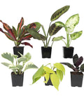 Six Pack Live Indoor Houseplants In Two Inch Pots With A Rotating Variety Of Pothos, Peperomia, Spider Plant, Croton