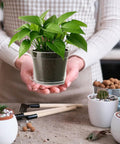 Person holding 10 Piece Reusable Flexible Nursery Pots With Drainage For Indoor And Outdoor Gardening including drip catcher saucer