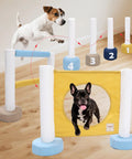 Indoor Dog Agility Training Kit 3 In 1 with jump ring, double bar hurdle, and pole fence for small dogs in home setup
