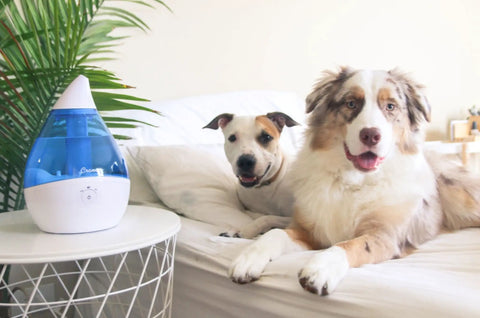 Droplet Ultrasonic Cool Mist Humidifier For Bedroom And Office 0.5 Gallon Mini Humidifier next to dogs on bed, blue and white finish