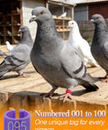 Pigeon with Colorful Readable Numbered Bird Leg Bands Set For Bird Nerds And Hobbyists 0.3in Inner Diameter 100 Pcs in aviary.
