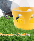 Pigeon drinking from 2L Water Dispenser Feeder With Handle for pigeons, built tough orange plastic water pot, on grass.