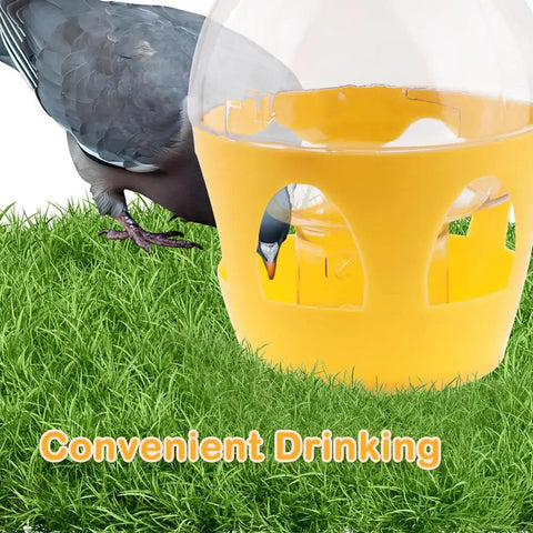 Pigeon drinking from 2L Water Dispenser Feeder With Handle for pigeons, built tough orange plastic water pot, on grass.