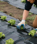 Heavy Duty Weed Barrier Landscape Fabric 3 Ft By 300 Ft Geotextile Weed Blocker in garden with lettuce plants visible through fabric
