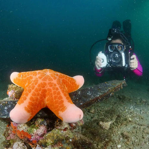Underwater diver photographing starfish with Underwater Touchscreen Phone Case For iPhone 12 13 14 15 Pro And Pro Max Waterproof To 60 Meters Lets You Use The Full Screen Shoot Photos And Update Settings Without Removing Your Phone.