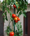 25 Pack 58 Inch Steel Garden Stakes With Plastic Coating For Climbing Plants And Tomatoes supporting tomato plant