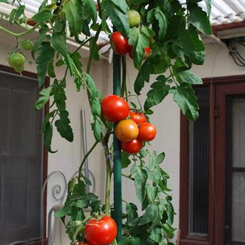 25 Pack 58 Inch Steel Garden Stakes With Plastic Coating For Climbing Plants And Tomatoes supporting tomato plant