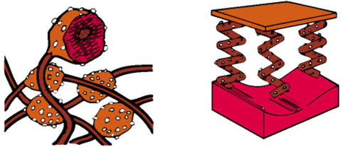 Illustration showing biological structures and mechanical springs side by side, symbolizing comparisons between biology and mechanics.
