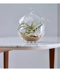 Glass terrarium with air plant placed on a modern marble table with wooden legs in a minimalistic setting.