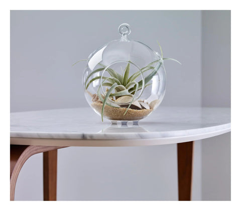Glass terrarium with air plant placed on a modern marble table with wooden legs in a minimalistic setting.