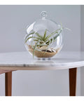 Modern glass terrarium with air plant and sand on a marble table.