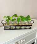 Tabletop Plant Propagation Station With Metal Stand Retro Glass Terrarium For Propagating Hydroponic Cuttings Five Jar Set