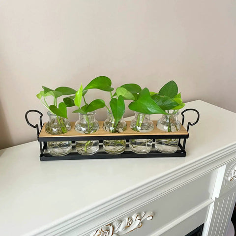 Tabletop Plant Propagation Station With Metal Stand Retro Glass Terrarium For Propagating Hydroponic Cuttings Five Jar Set
