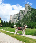 Man hiking with Alaskan Malamute on Shock Absorbing Bungee Tug Line for Skijoring and Bikejoring in mountain landscape