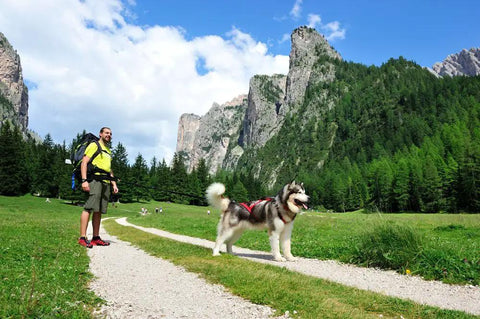 Man hiking with Alaskan Malamute on Shock Absorbing Bungee Tug Line for Skijoring and Bikejoring in mountain landscape