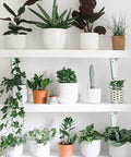 Beefy Heavy Duty White Metal 6 Inch L Shape Shelf Brackets 20 Pack Adjustable Floating Shelves Mounts with plants