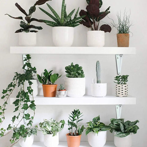 Dope Heavy Duty 10 Inch Shelf Brackets Set Of 20 White Metal Adjustable Floating Shelf Brackets with screws mounting two white shelves with potted plants
