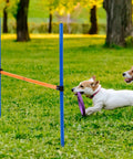 Dog Agility Travel Jump Set For Training And Fun Portable Detachable Hurdles For Obstacle Course Play with dogs jumping