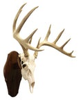 Totally Solid Walnut Euro Style Display Kit For Skull Mounts Reversible Wall Or Table Mount Fits Bear Whitetail Deer Mule Deer And Sheep