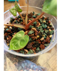 3 Lb Lava Rock Mix For Indoor Plants Red And Black Pebbles For Bonsai Succulents Cacti Great Drainage For Potting Soil Vase Fillers Fairy Garden Top Dressing in a pot with green plant