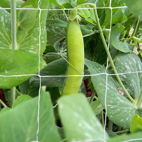 Heavy Duty Polyester Plant Trellis Netting 5 Ft By 15 Ft With 6 Inch Mesh Workhorse supports pea vine