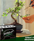 Five Piece Bonsai Tree Kit With Self Watering Pots For Indoor Growth showing bonsai pruning and kit packaging.