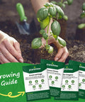 Hands planting basil with 10 Herb Seeds Variety Pack With Over 7000 Heirloom Non GMO Seeds For A Quick Home Garden visible.