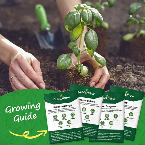 Hands planting basil with 10 Herb Seeds Variety Pack With Over 7000 Heirloom Non GMO Seeds For A Quick Home Garden visible.