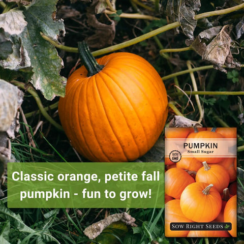Small Sugar Pumpkin Seeds Heirloom Non GMO Pack For Planting Your Home Garden, Mini Orange Sugar Pie Pumpkin On Long Vines, Fast Growing, Sweet Flesh For Baking, Easy To Grow, Great For Decoration And Harvest