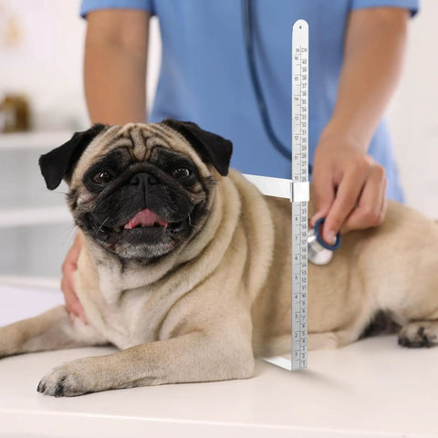 Pro Grade 16 Inch X Ray Caliper Ruler Stainless Steel Body Caliper measuring pug's body size for radiation dose check