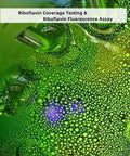 Green and blue fluorescence from riboflavin coverage testing and fluorescence assay.
