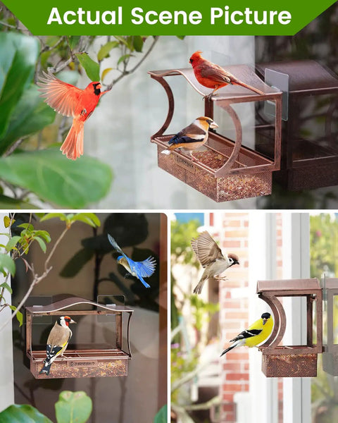 Metal Window Bird Feeder With Super Sturdy Suction Cups, Easy Mounting System, Large Outdoor Bird Watching Feeder For Viewing From Inside, Anti Rust Durable Curved Design with birds feeding.