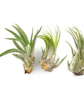 4 Inch Tillandsia Ionantha Air Plants Set Of 3 Assorted Large Air Plants For No-Fuss, Easy-Care Indoor Air Purifying Decor That Brings Fresh Color To Your Home Or Garden Space., three soil-free air plants on white background