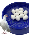 10 Pack Realistic Solid Plastic Pigeon Eggs Lookalikes For Racing Pigeons Training And Hatching Supplies Non Toxic Odorless Safe Size 36mm By 27mm Pack in blue basket with white pigeon