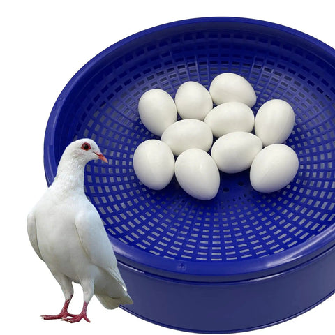 10 Pack Realistic Solid Plastic Pigeon Eggs Lookalikes For Racing Pigeons Training And Hatching Supplies Non Toxic Odorless Safe Size 36mm By 27mm Pack in blue basket with white pigeon
