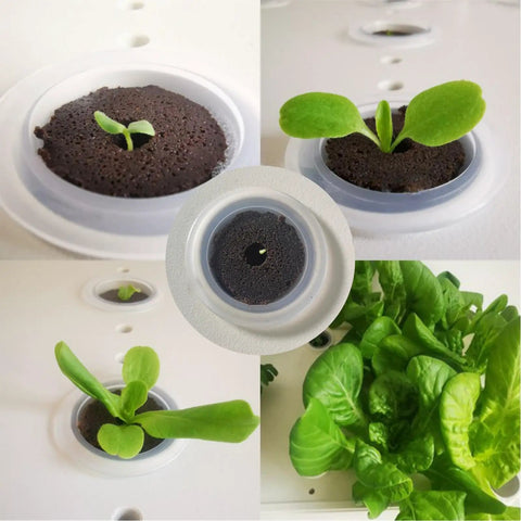 Cone Shaped Seed Starter Pods, 50-Pack, Rapid Rooter Plugs For Indoor Garden with various plant growth stages.