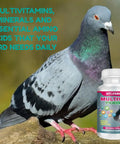 Pigeon next to Complete Multivitamin For Pigeons 100 Tablet Supplement bottle for immune and feather health