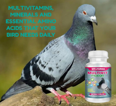 Pigeon next to Complete Multivitamin For Pigeons 100 Tablet Supplement bottle for immune and feather health