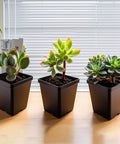 60 Pcs Square Nursery Pots 3 Inch Deep Plastic Seed Starter Germination Pots For Plants Succulents And Flowers Stackable Durable