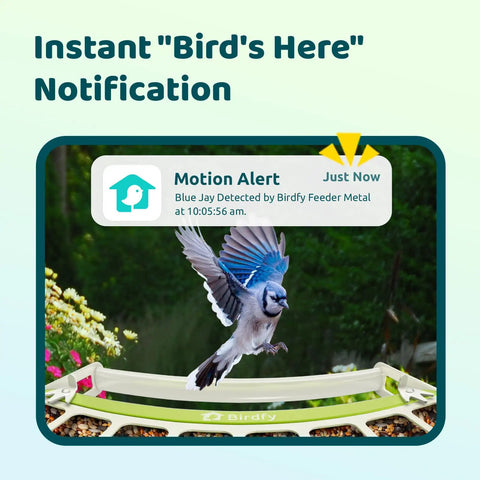 Smart Bird Feeder With Camera For Outdoors All Metal Durability Solar Powered Auto Identify And Record Video Instant Alerts Live Bird Watching showing motion alert notification with a blue jay in flight.