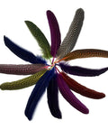 Colorful display of Natural Spotted Pheasant Feathers for Crafts and Jewelry Making, Guinea Fowl Wing Feathers 6-8 Inches, 50 Pack