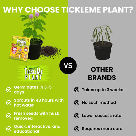 Comparison of TickleMe Plant vs Other Brands, highlighting features of Touch Me Plant Seeds Indoor 2 Pack That Close Leaves When Touched Easy Indoor Houseplant Seeds Fun Educational Garden Kit For Kids And Adults Watch Leaves Close For Instant Visual Fun.