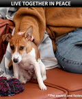 Small dog sitting on a brown leather couch next to a person in a brown sweater and jeans holding a colorful rope toy.